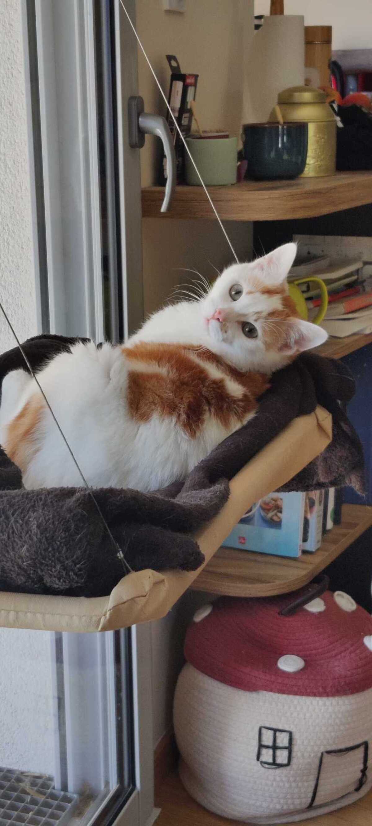 Adoption Hugin