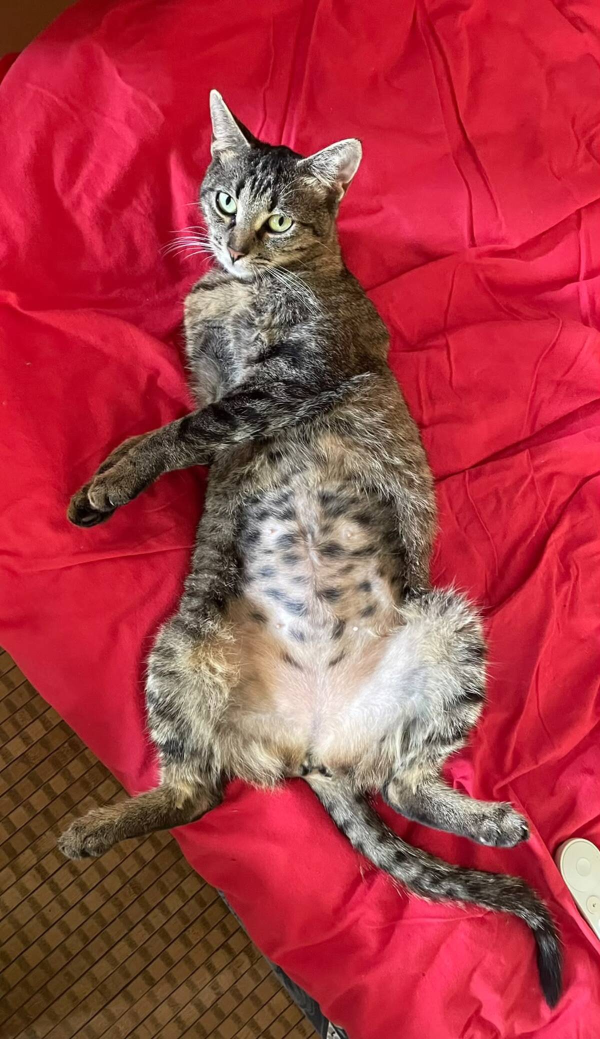 Adoption Lousty 