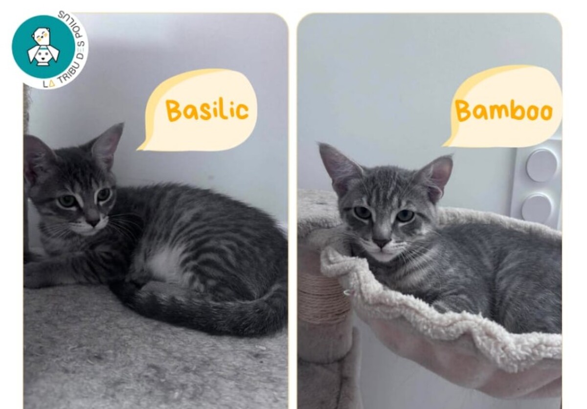 Adoption Basilic et Bamboo