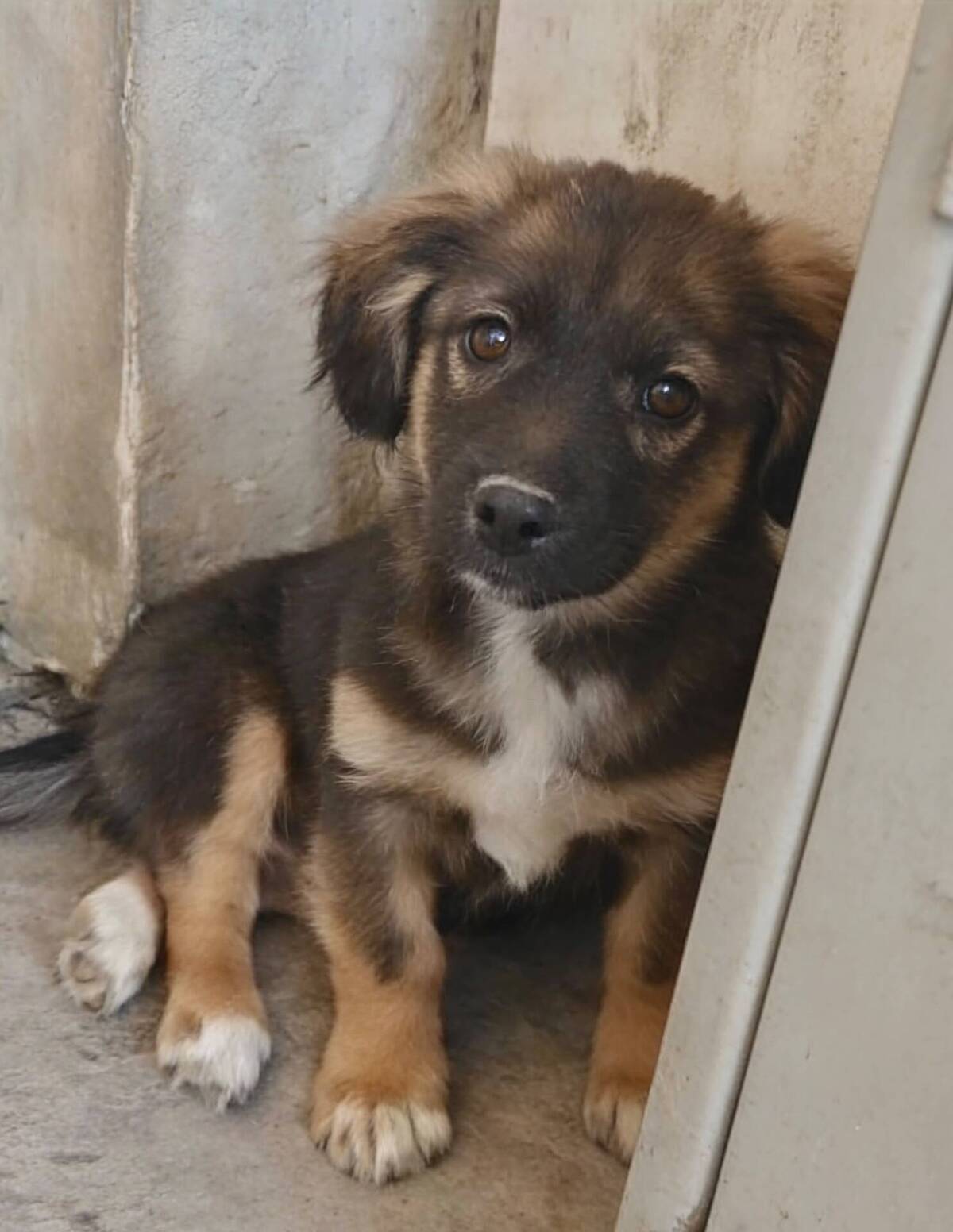 Adoption Jack