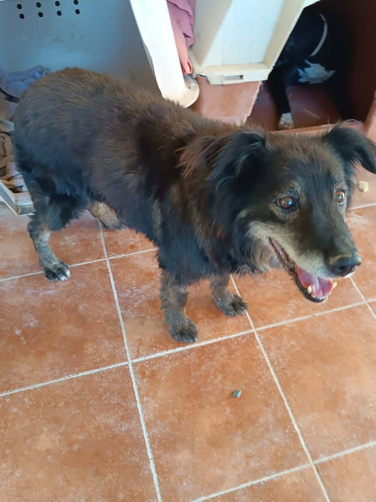 Adoption Manolo 
