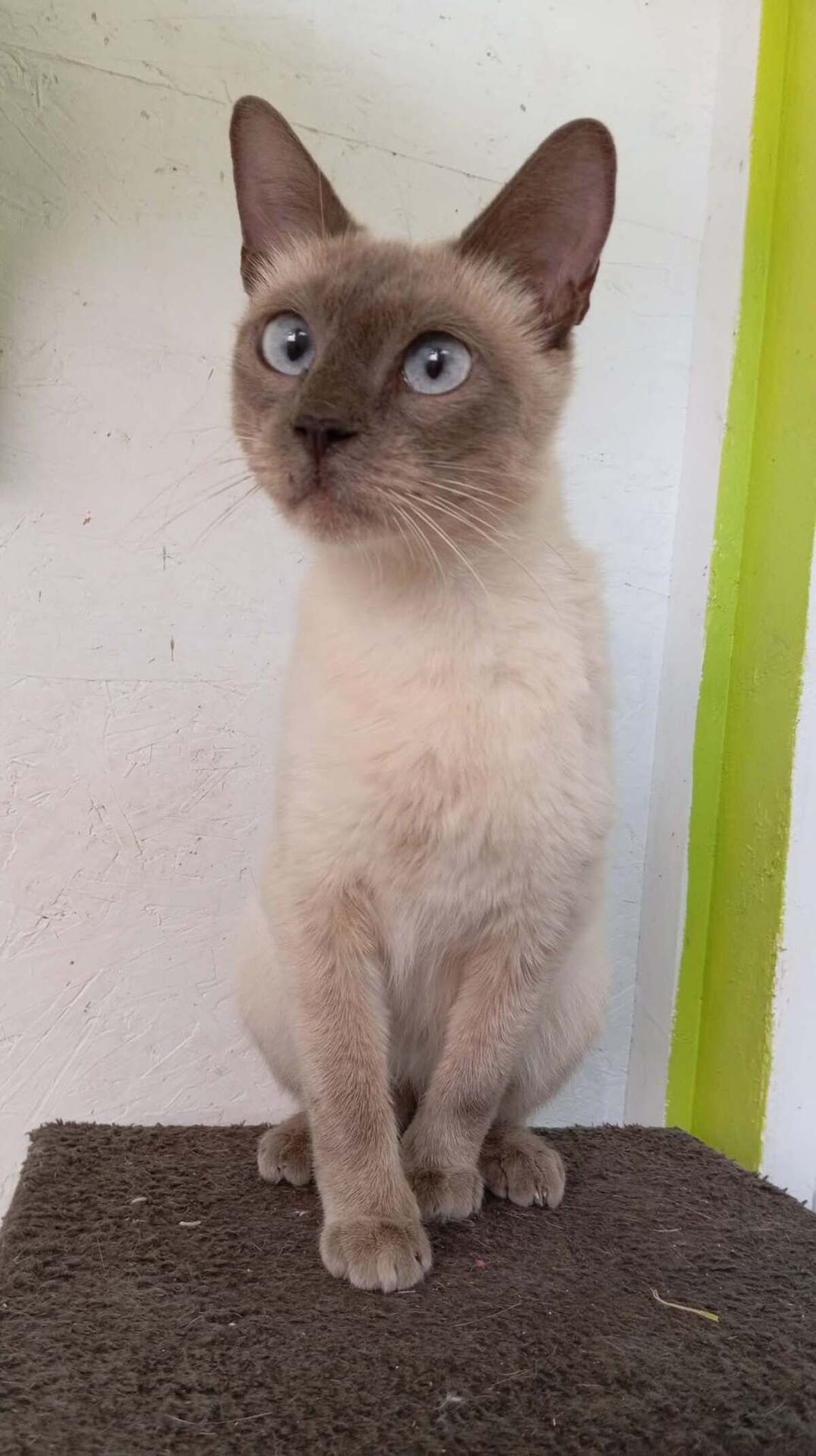 Adoption ROMANE