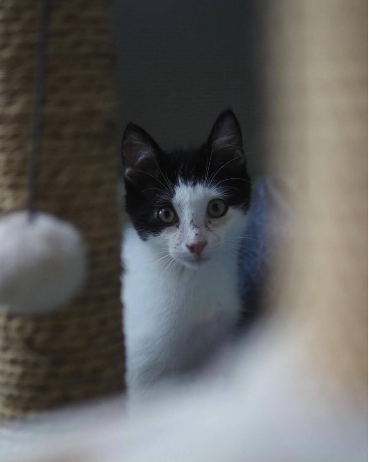 Adoption Blossom