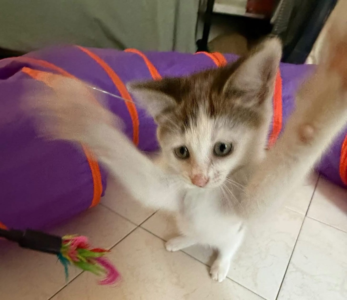 Adoption Louni 