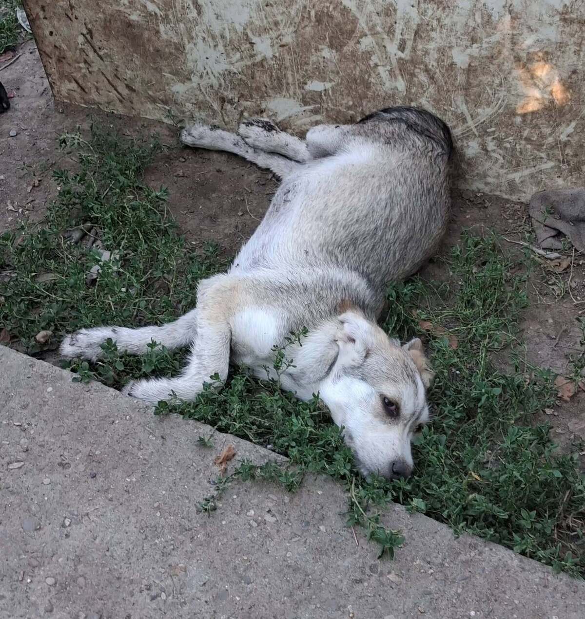 Adoption Ouko