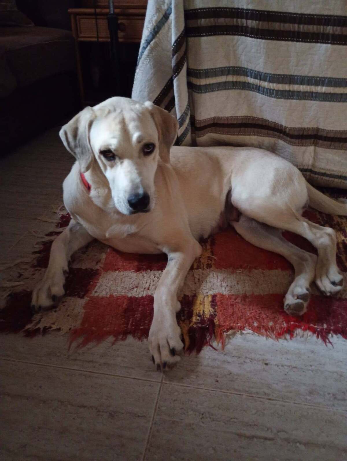 Adoption Elsie