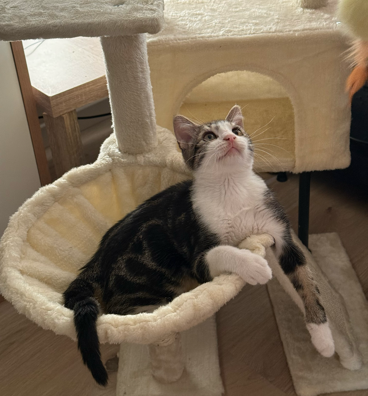 Adoption Kanto 