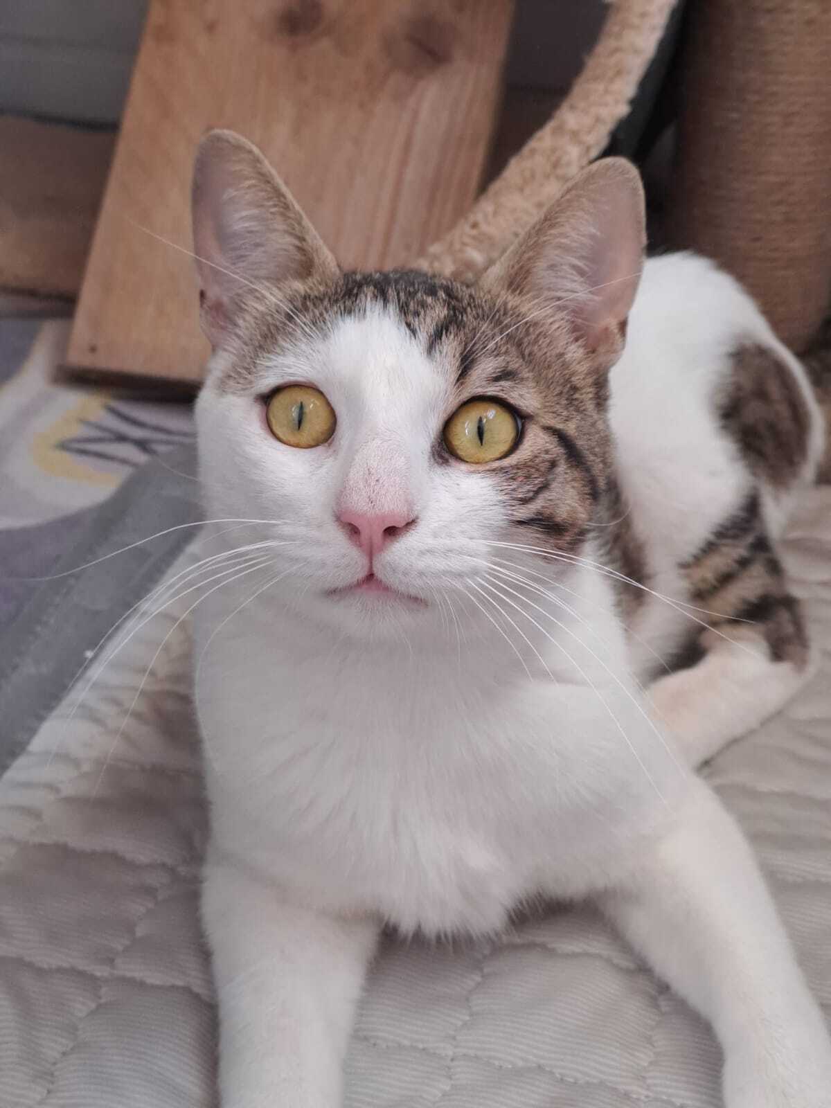 Adoption LANCELOT
