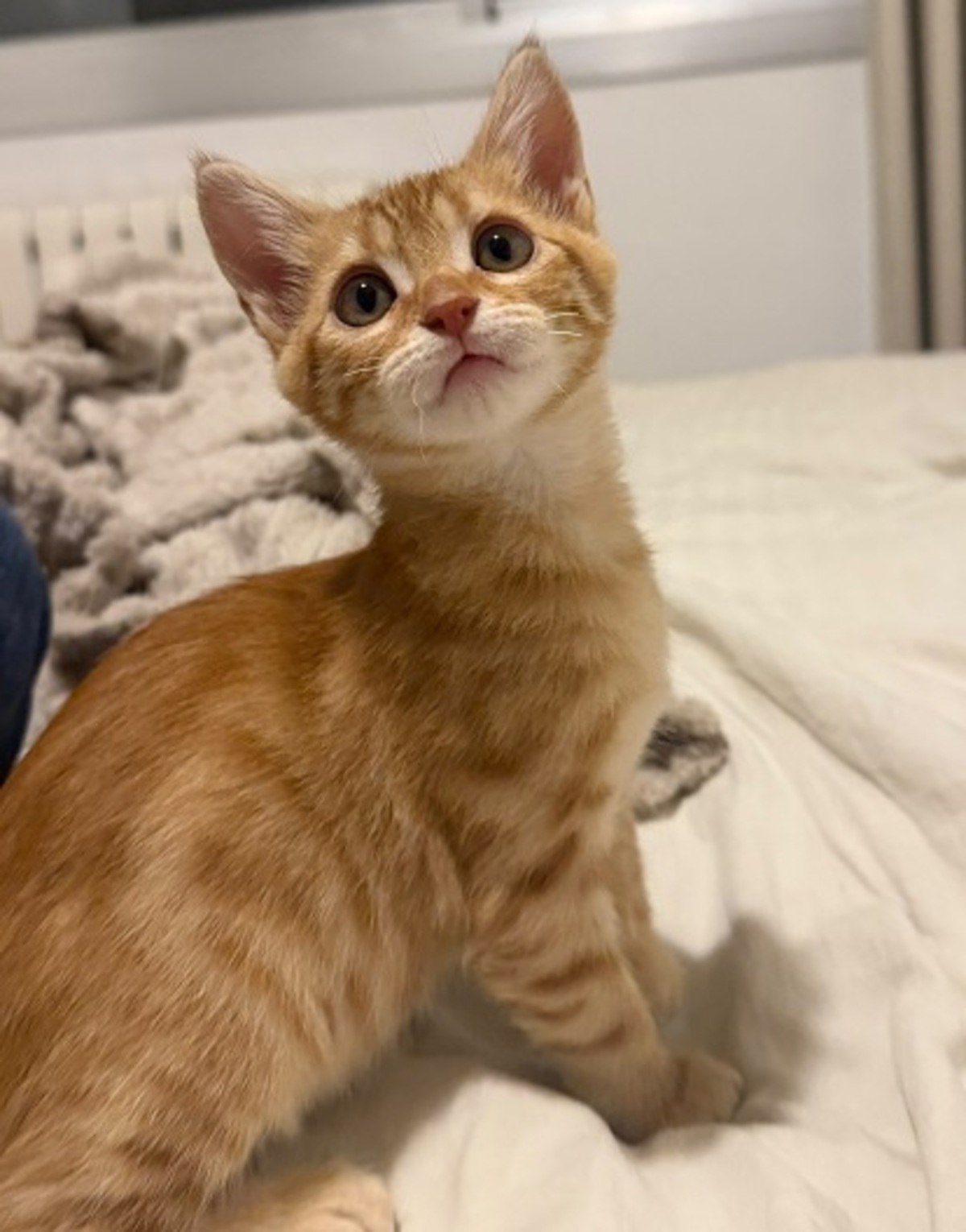 Adoption Léo
