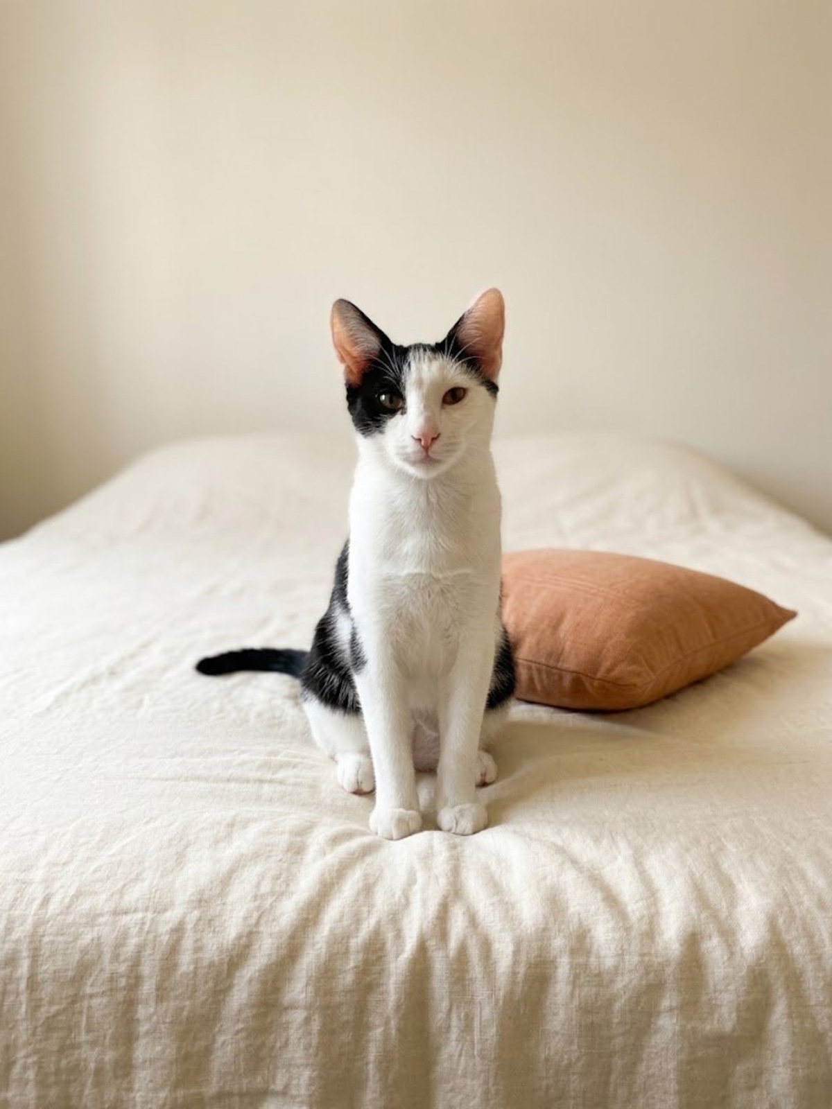Adoption Boubou