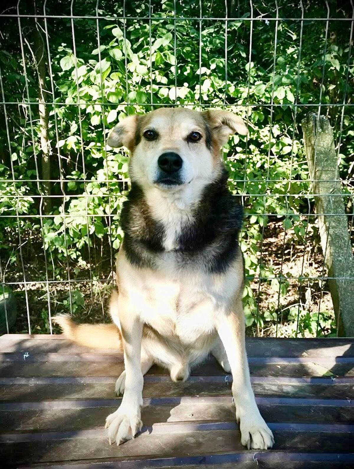 Adoption Tommy