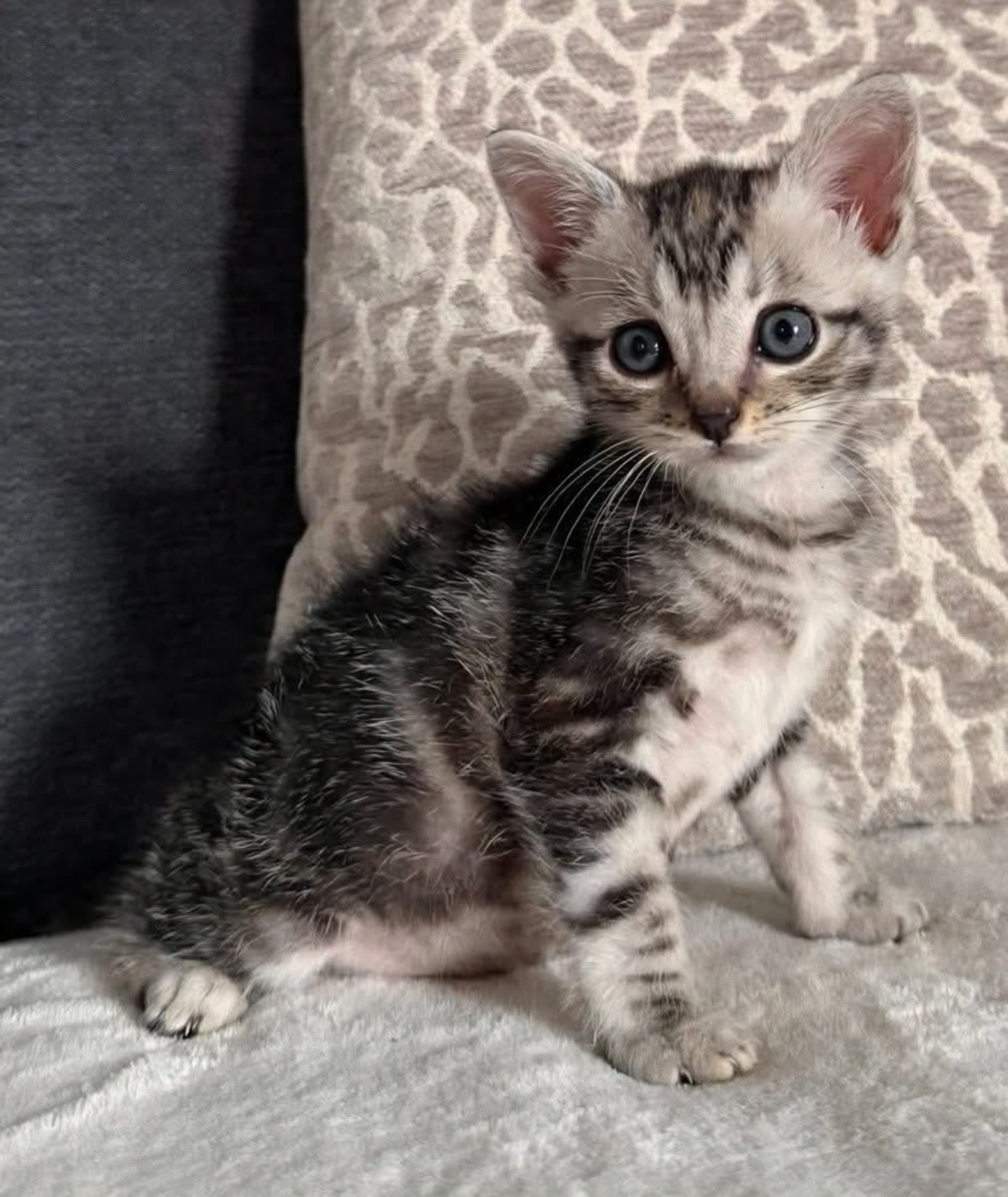 Adoption Goudurix 