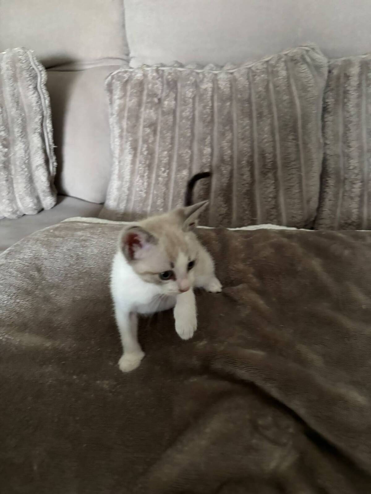 Adoption OSLO et BALI