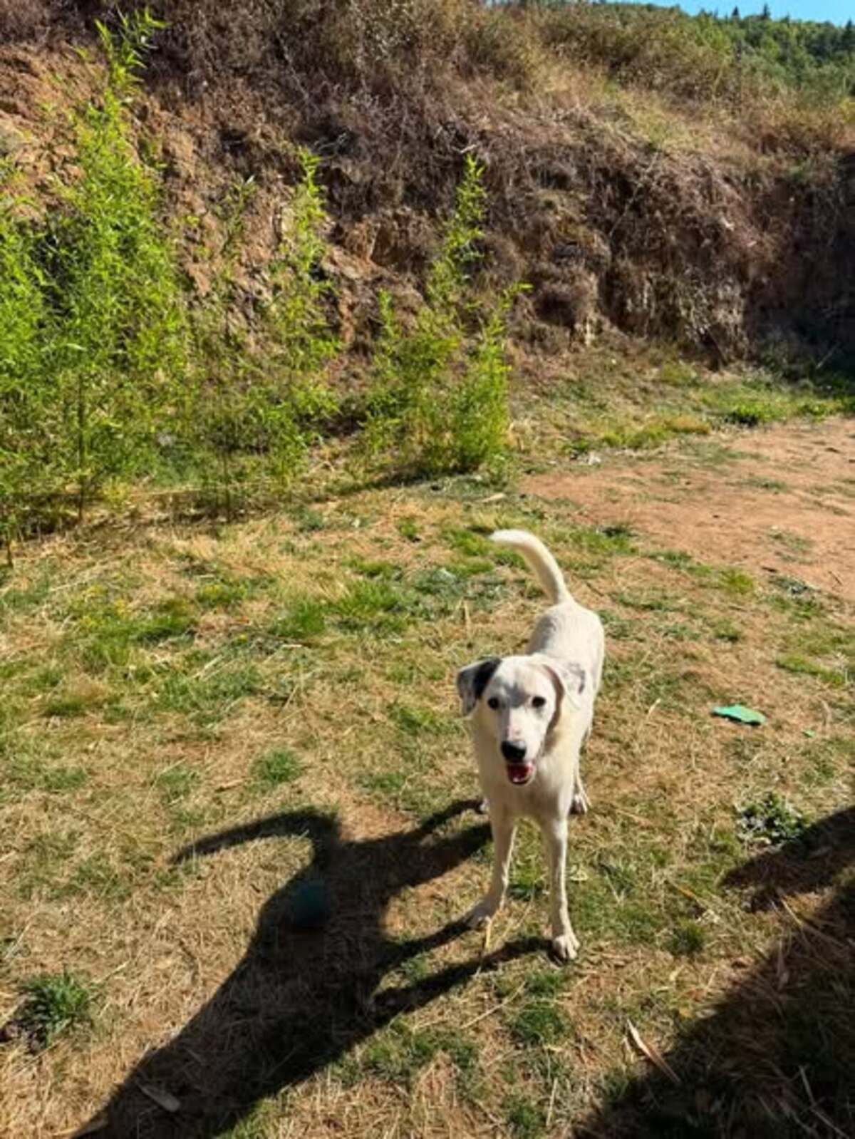 Adoption Elfe