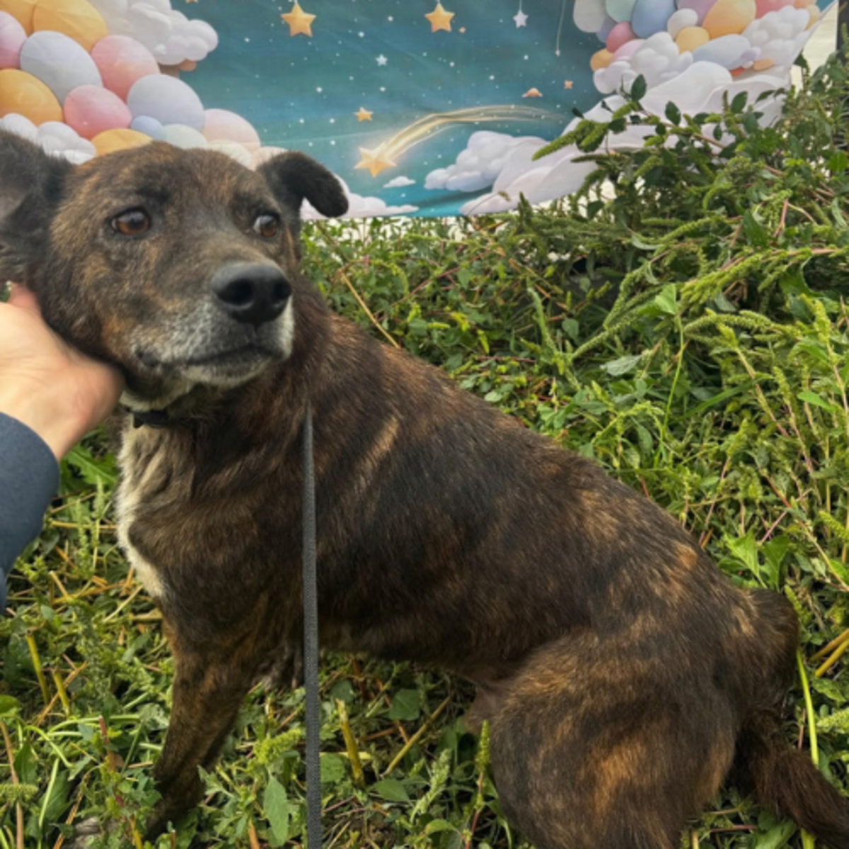 Adoption Camillo