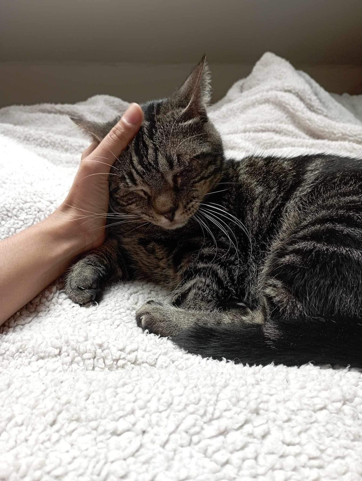 Adoption Clyde 