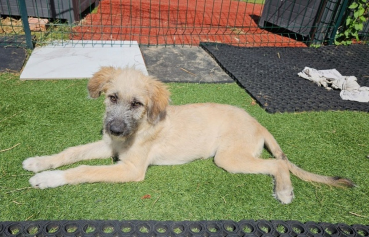 Adoption Siya