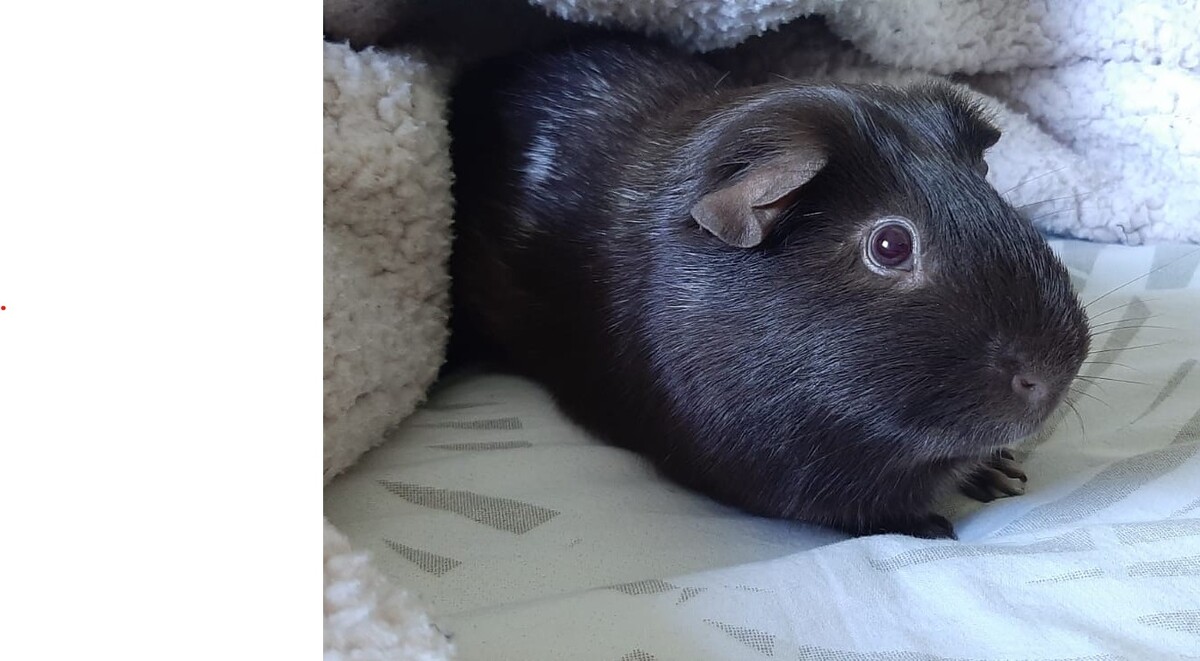 Adoption Buzz