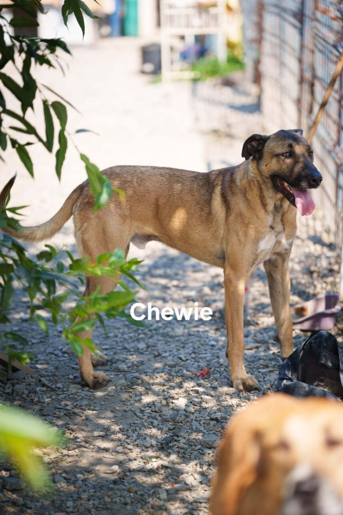 Adoption CHEWIE
