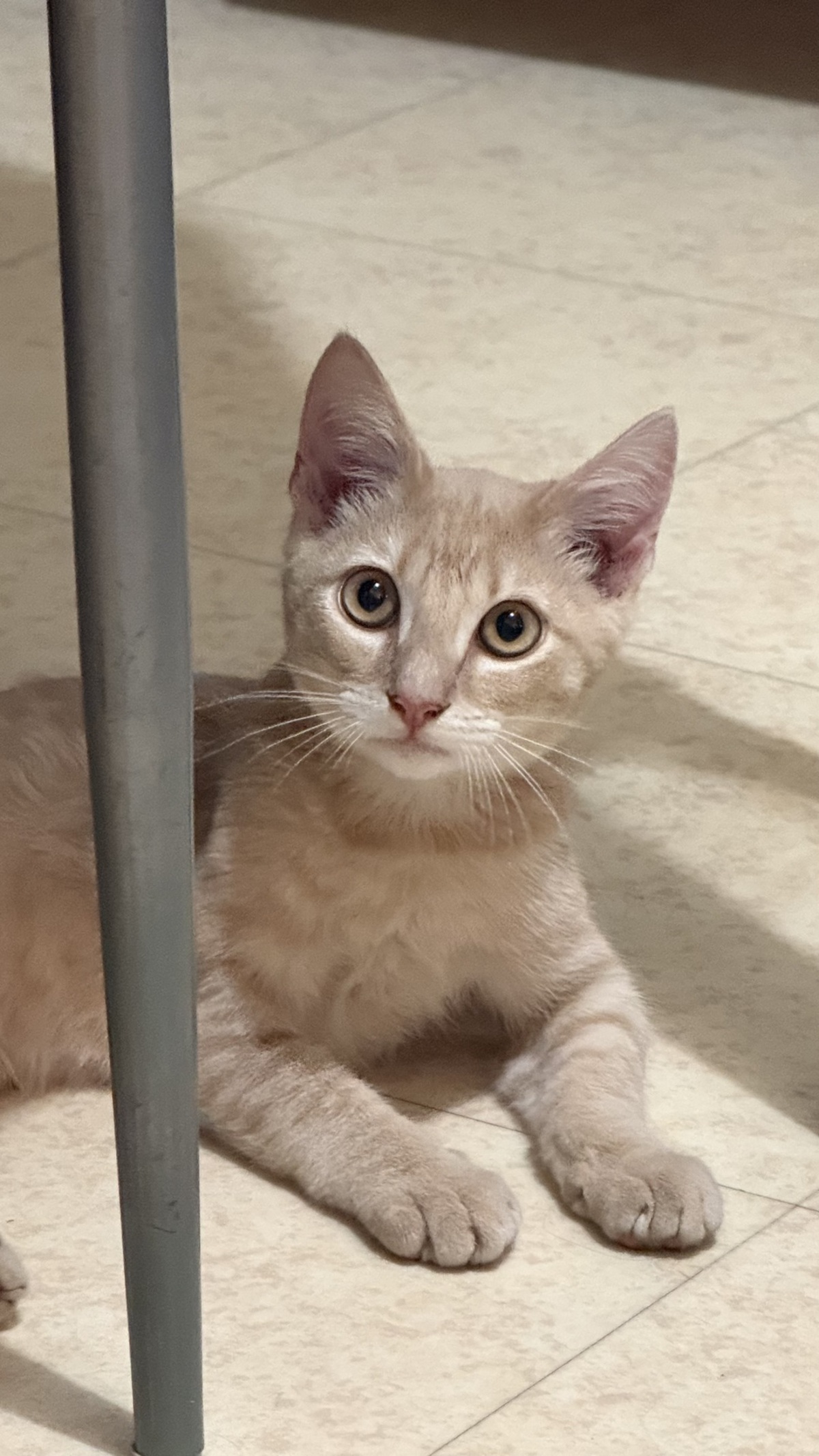Adoption Maïqui