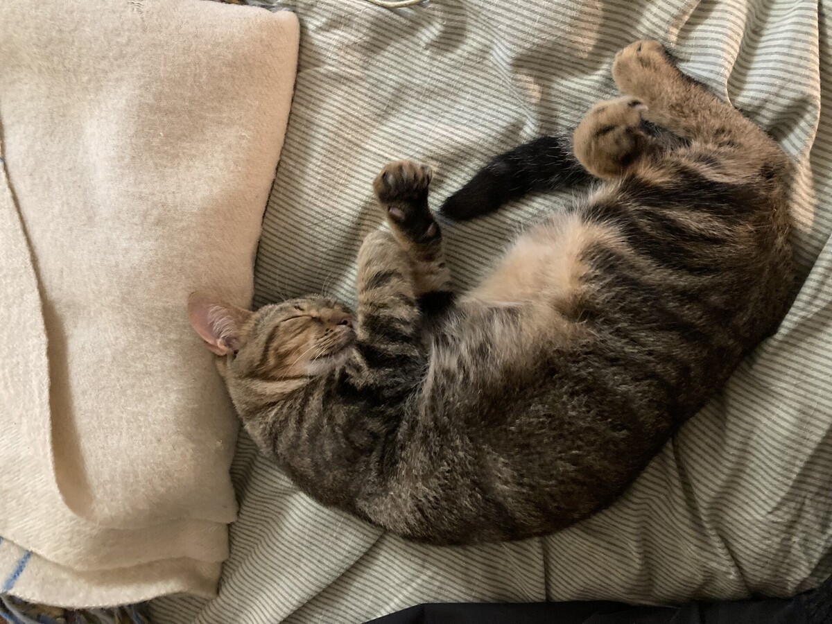 Adoption Gino