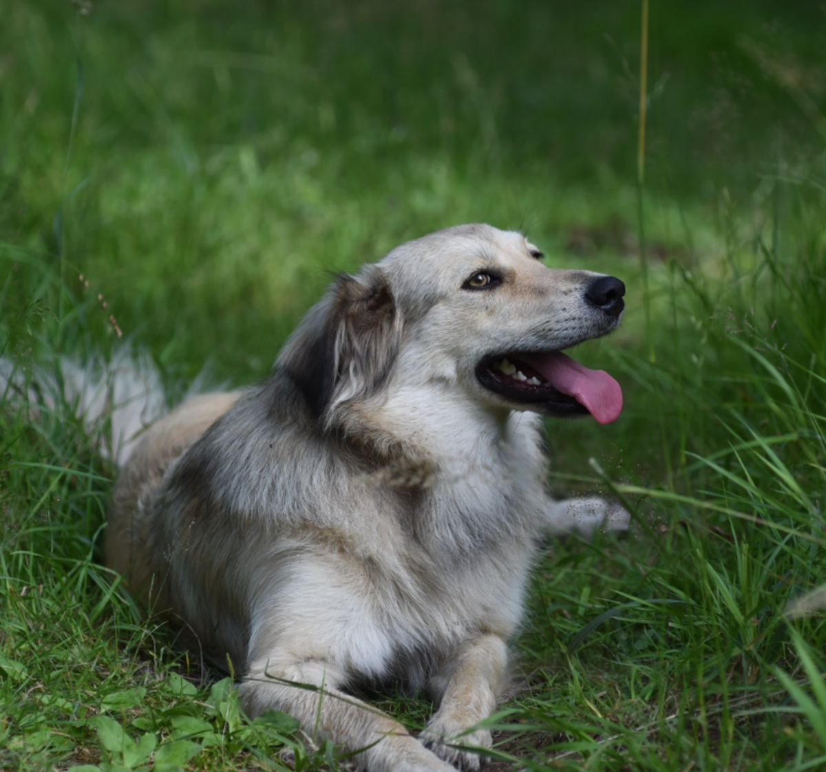 Adoption Blanca