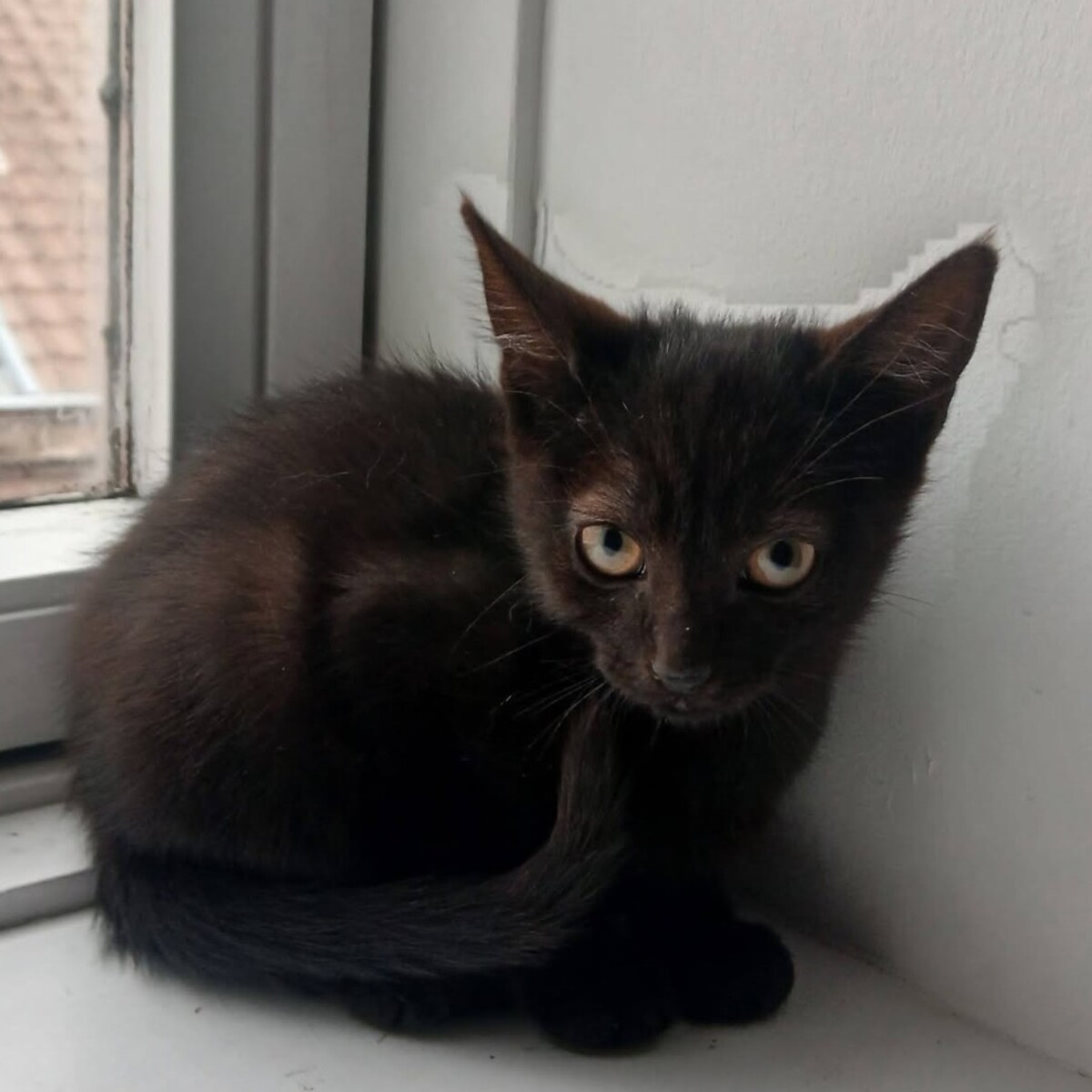 Adoption Vio