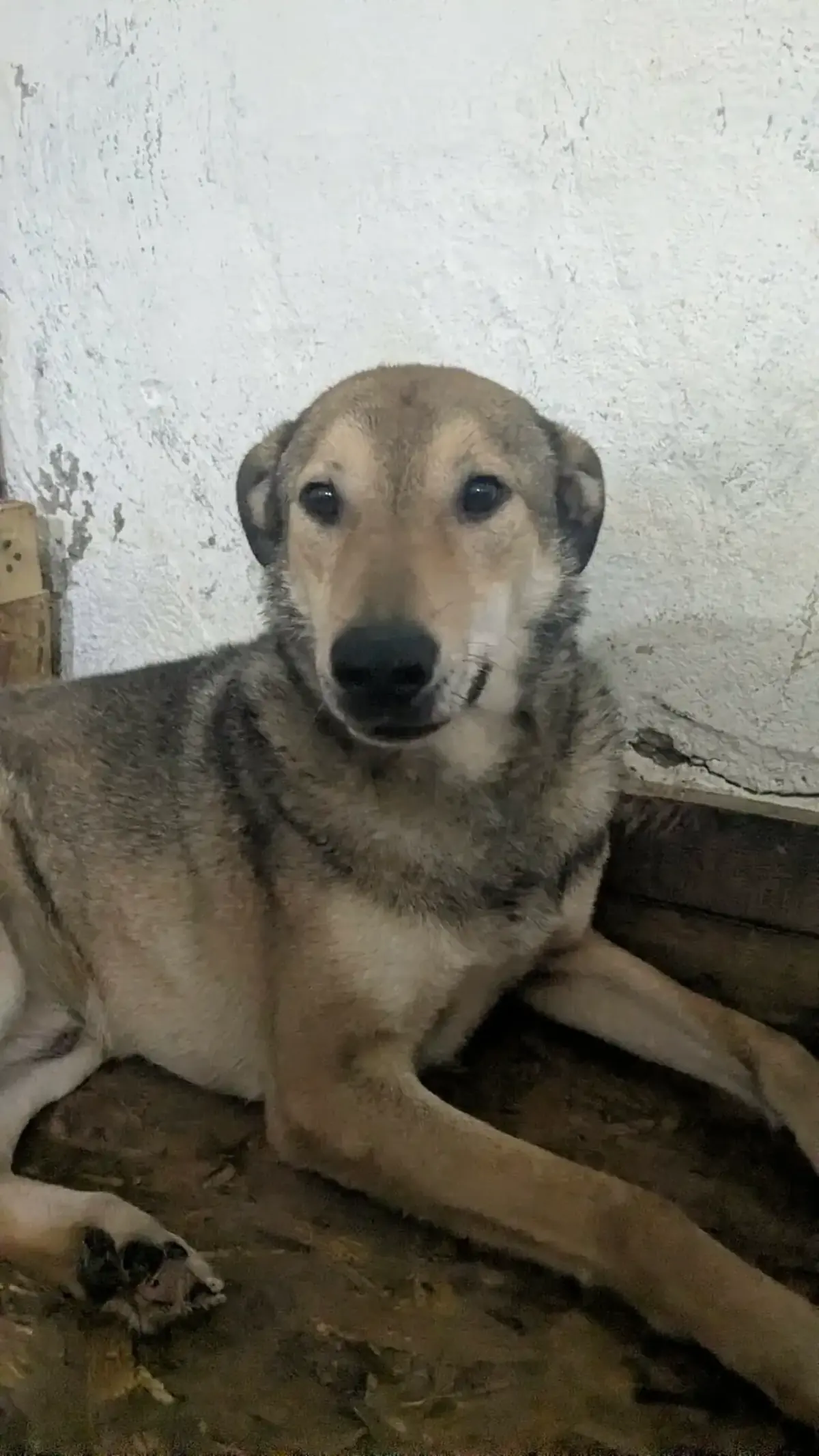 Adoption Toupy