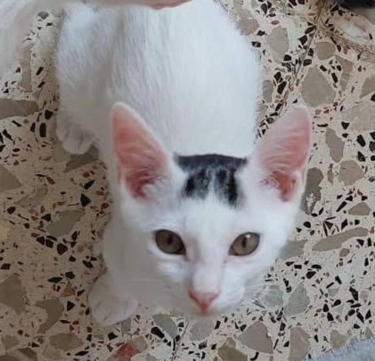 Adoption SUGAR