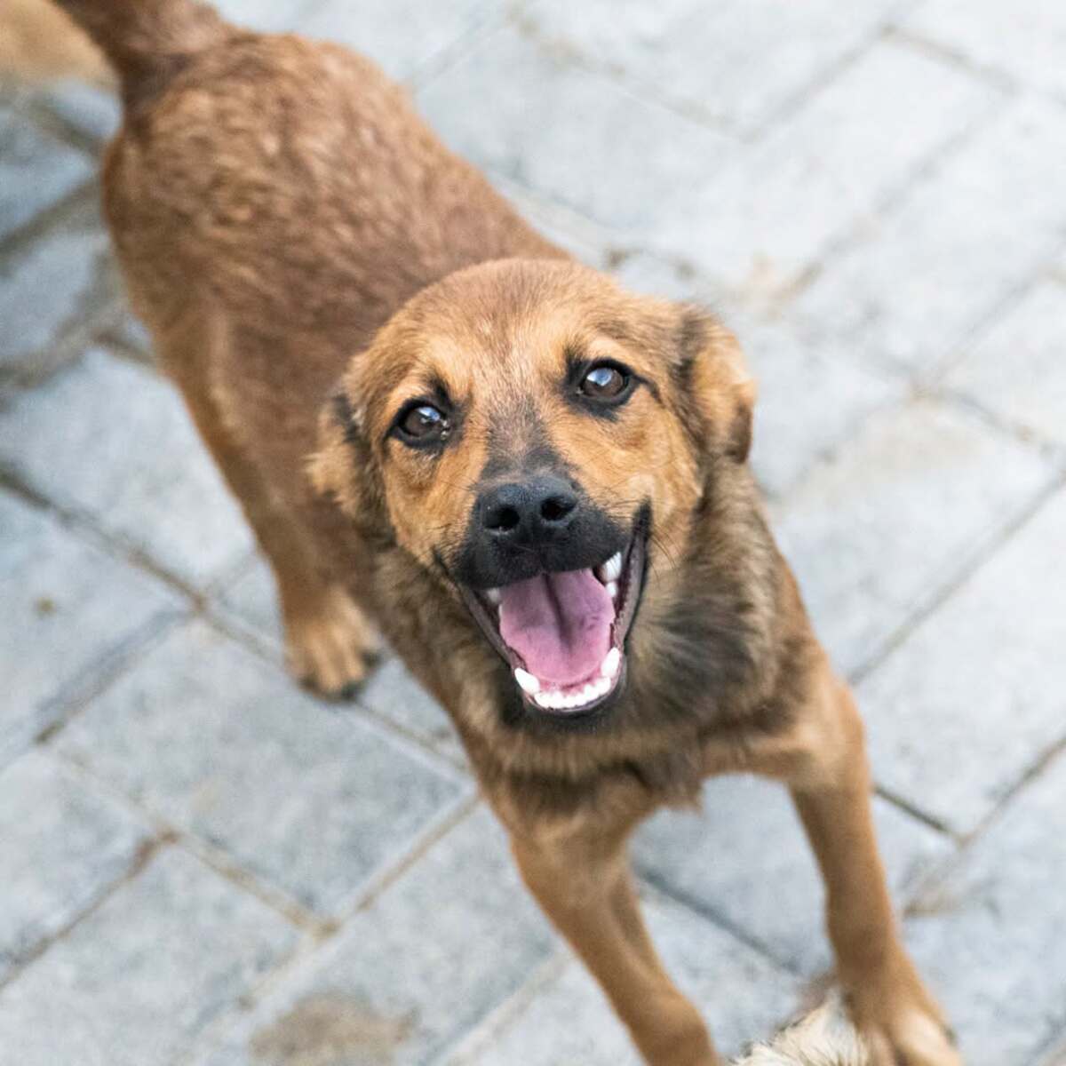 Adoption Babou