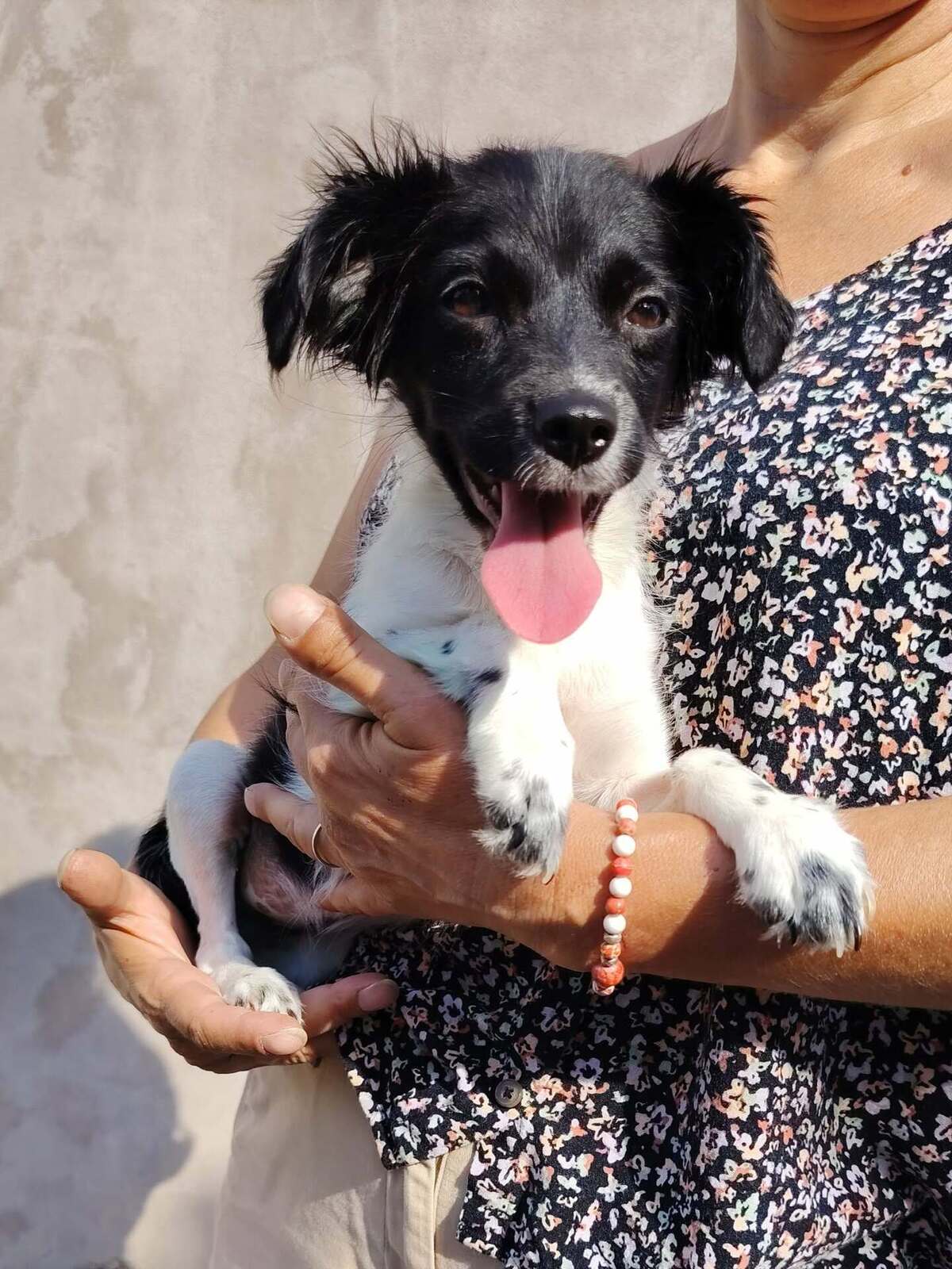 Adoption Réglisse