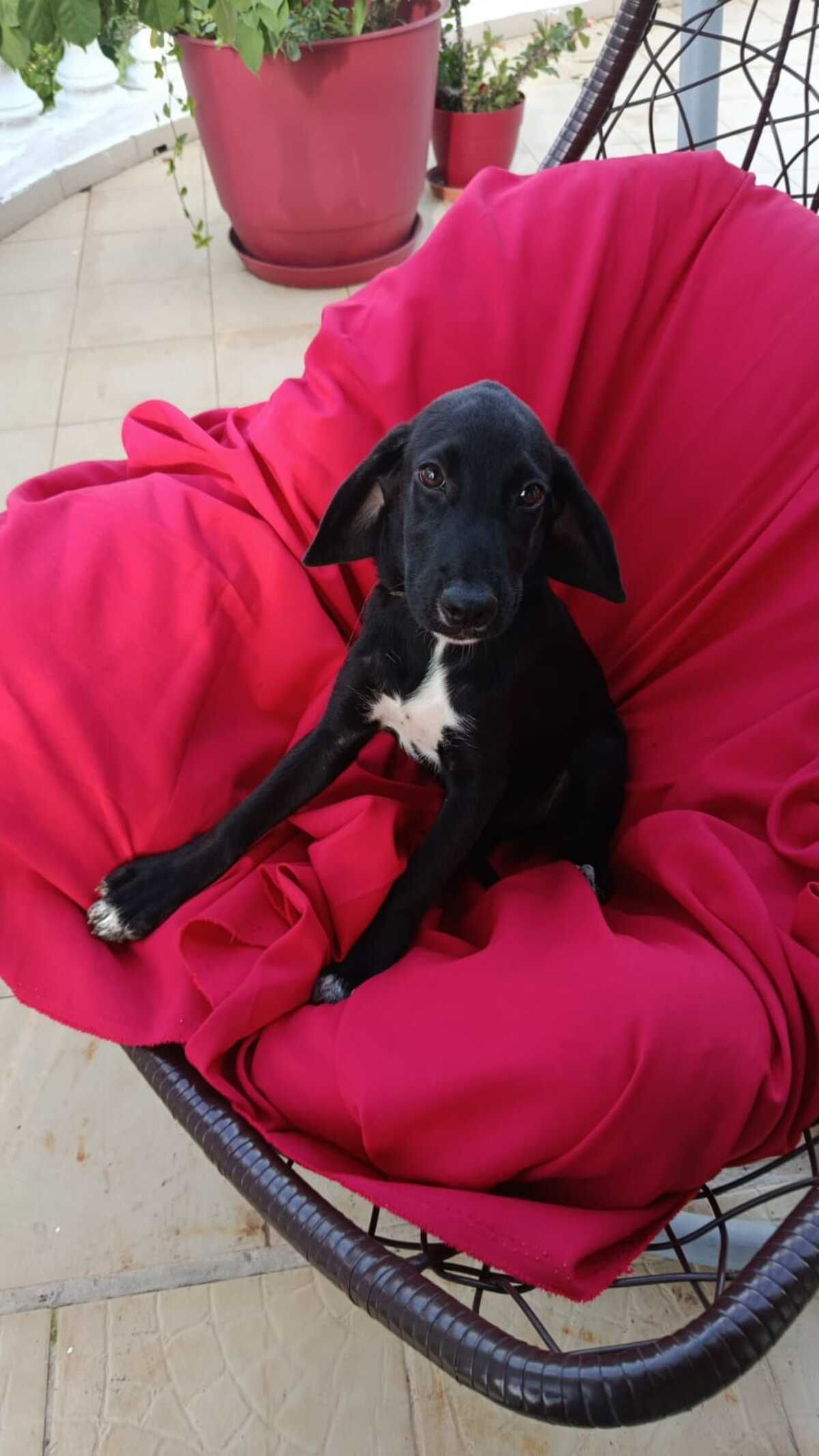 Adoption Molly