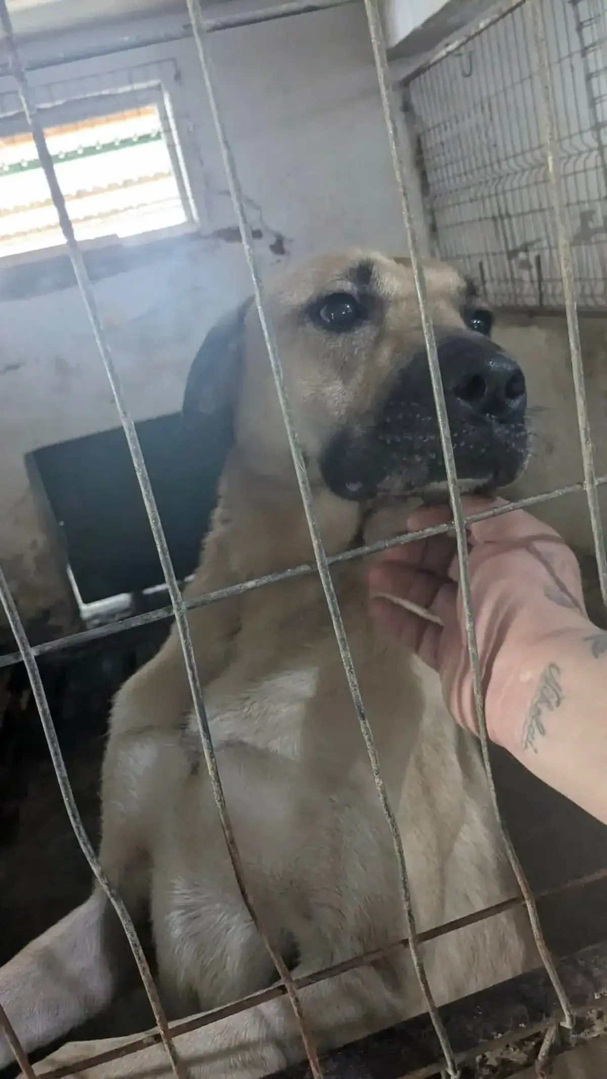 Adoption Hercule