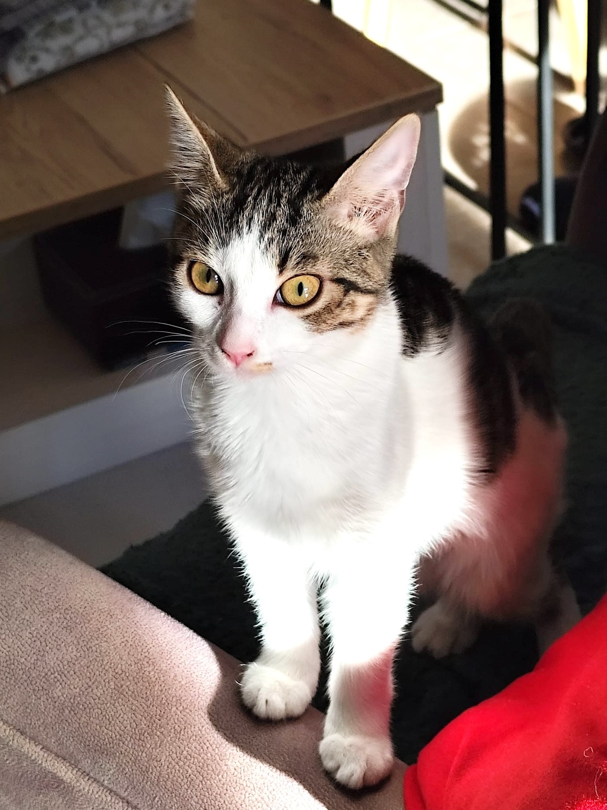 Adoption Plume