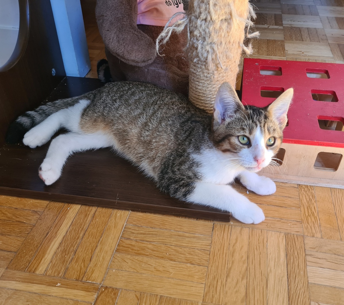 Adoption Rintintin