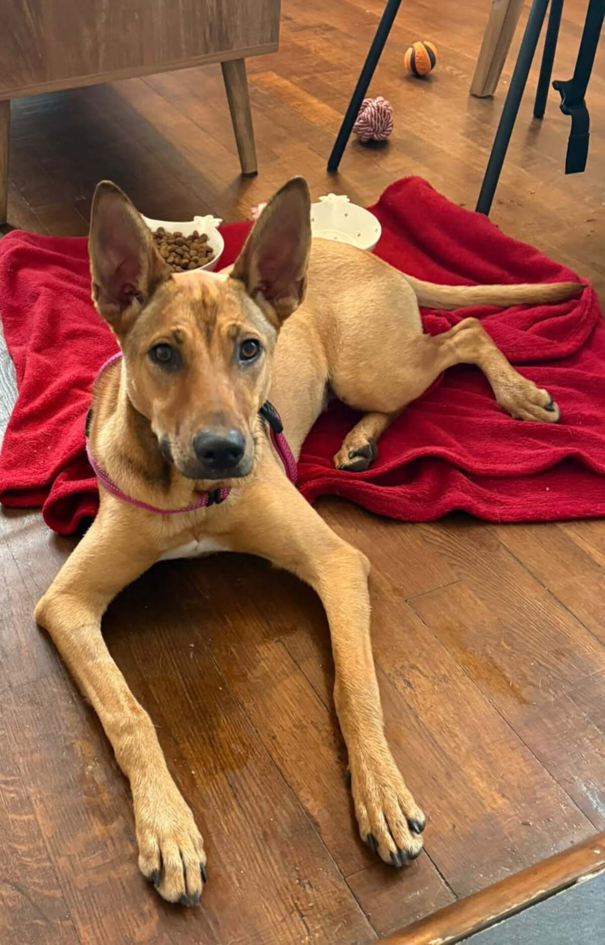 Adoption Zuka