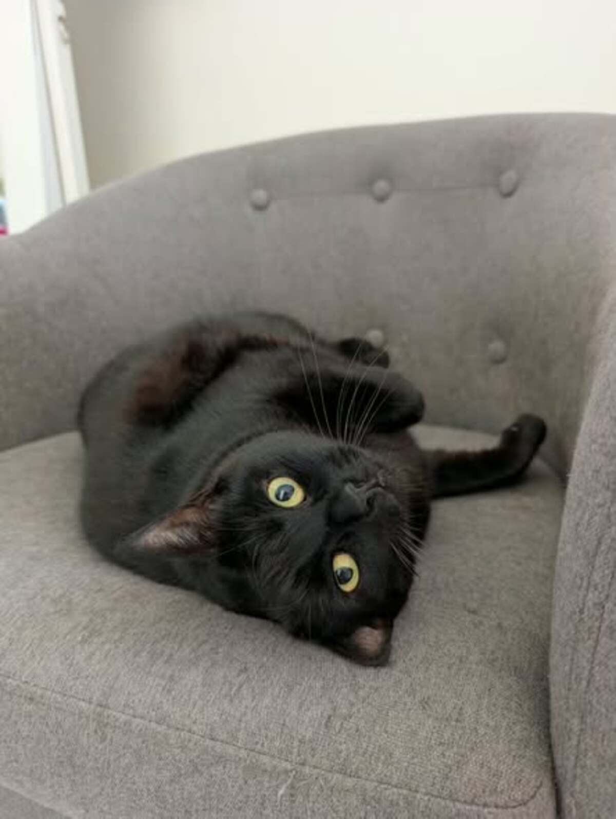 Adoption Wakanda