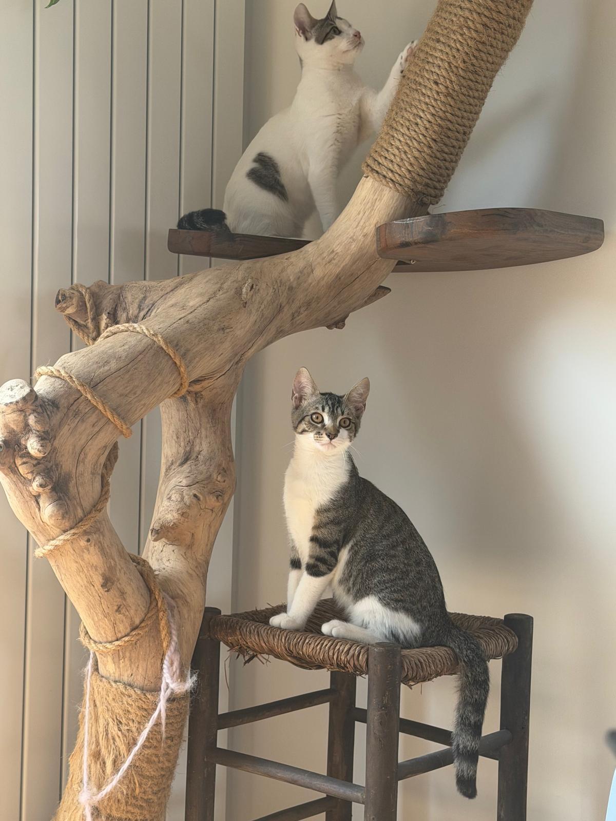 Adoption Ado
