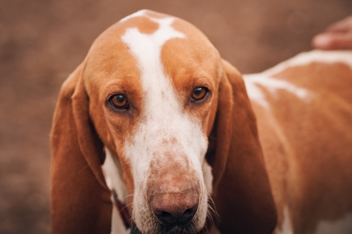 Adoption Ruben
