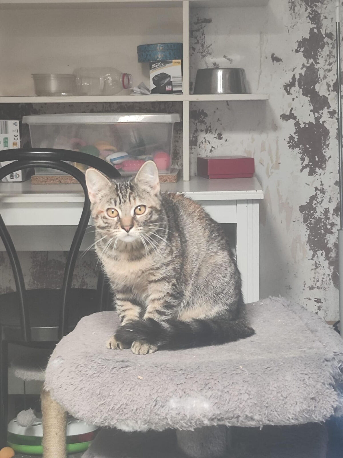Adoption Alba