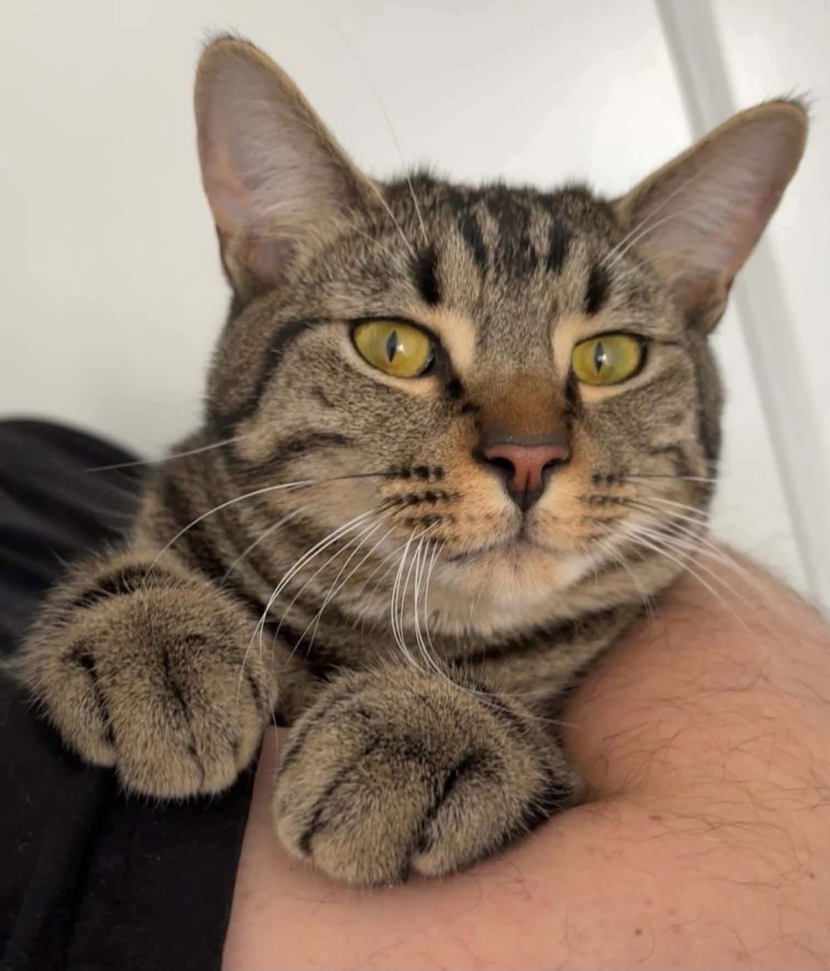 Adoption Qita