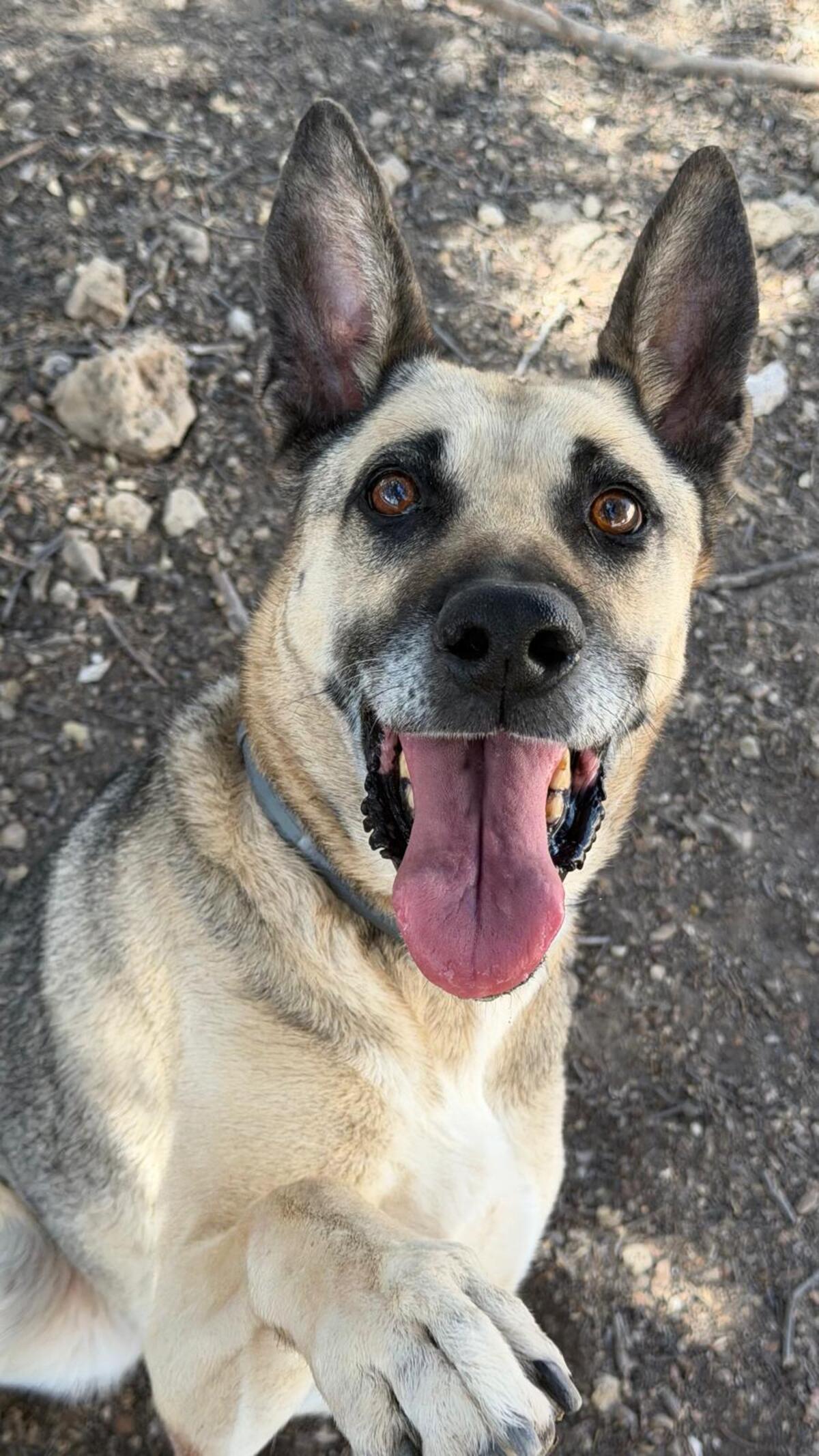 Adoption Alba