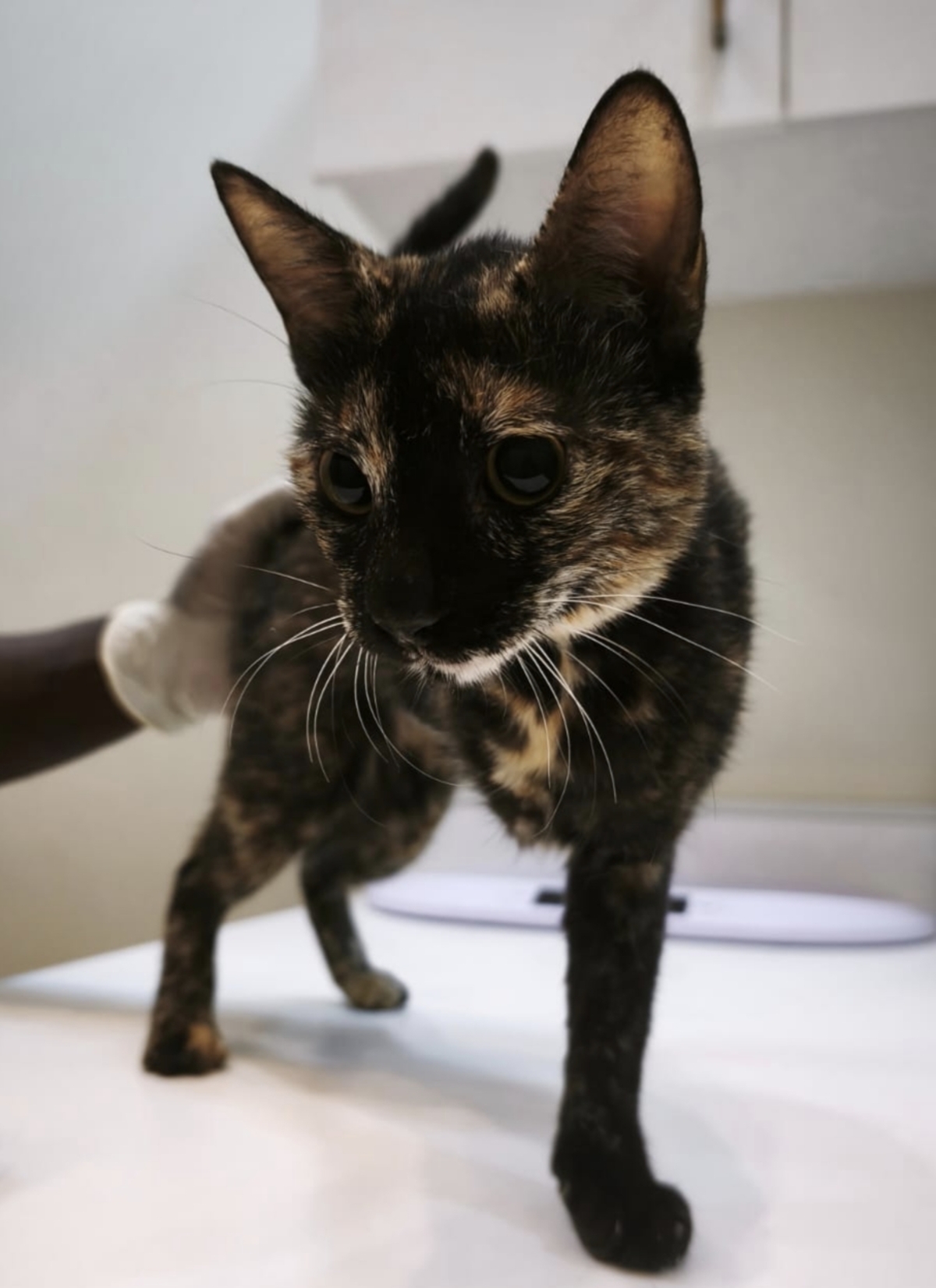 Adoption Lucky