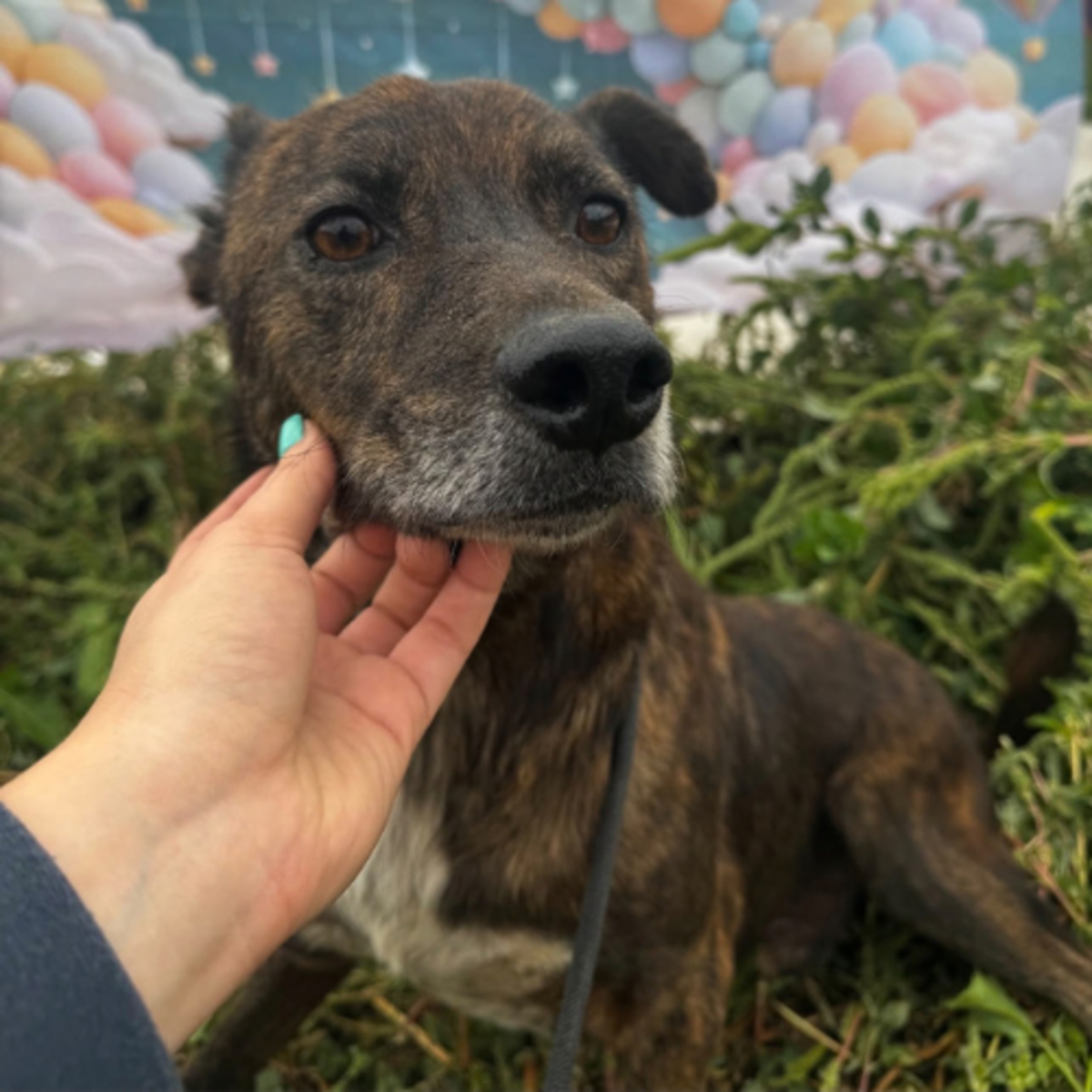Adoption Camillo