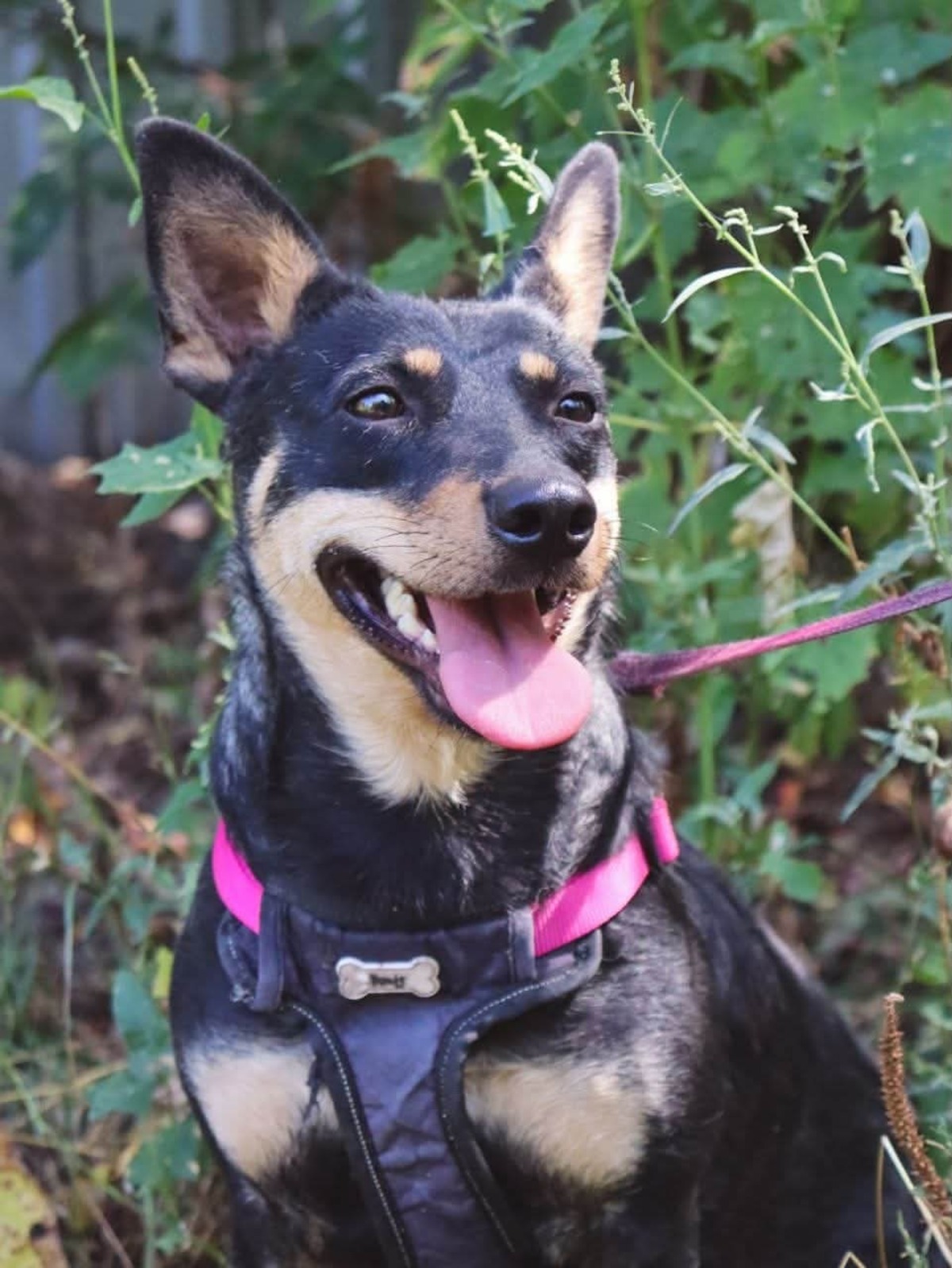 Adoption Sharlota