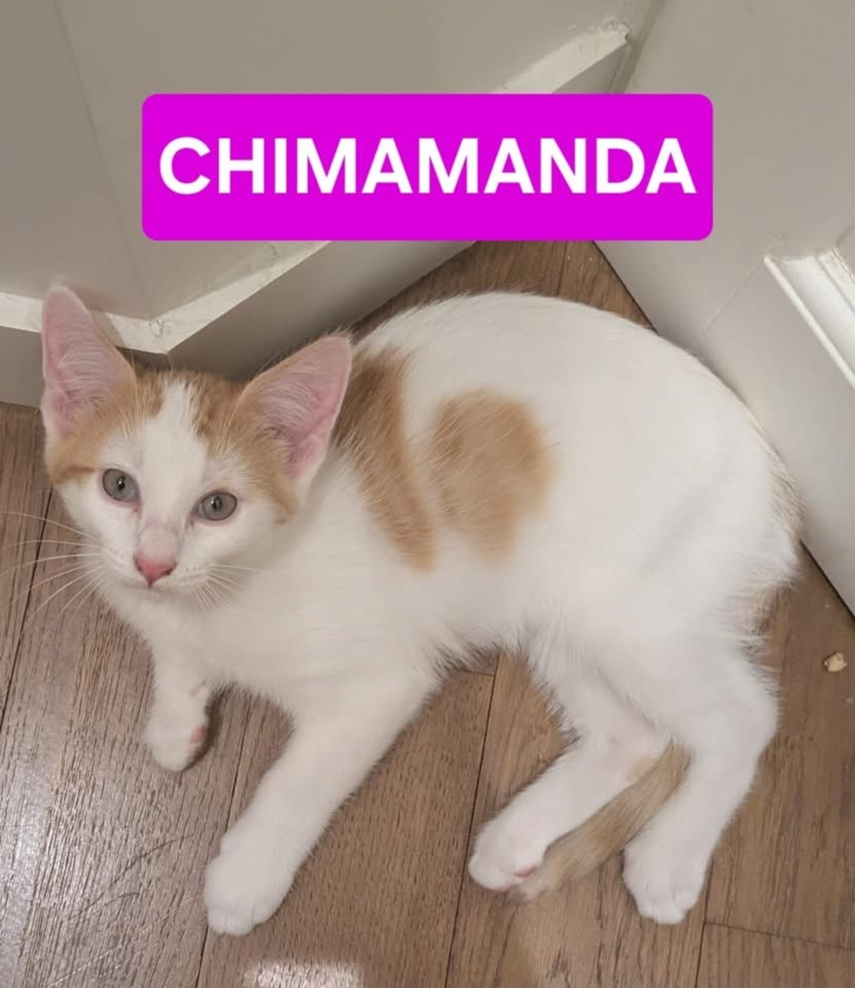 Adoption CHIMAMANDA 