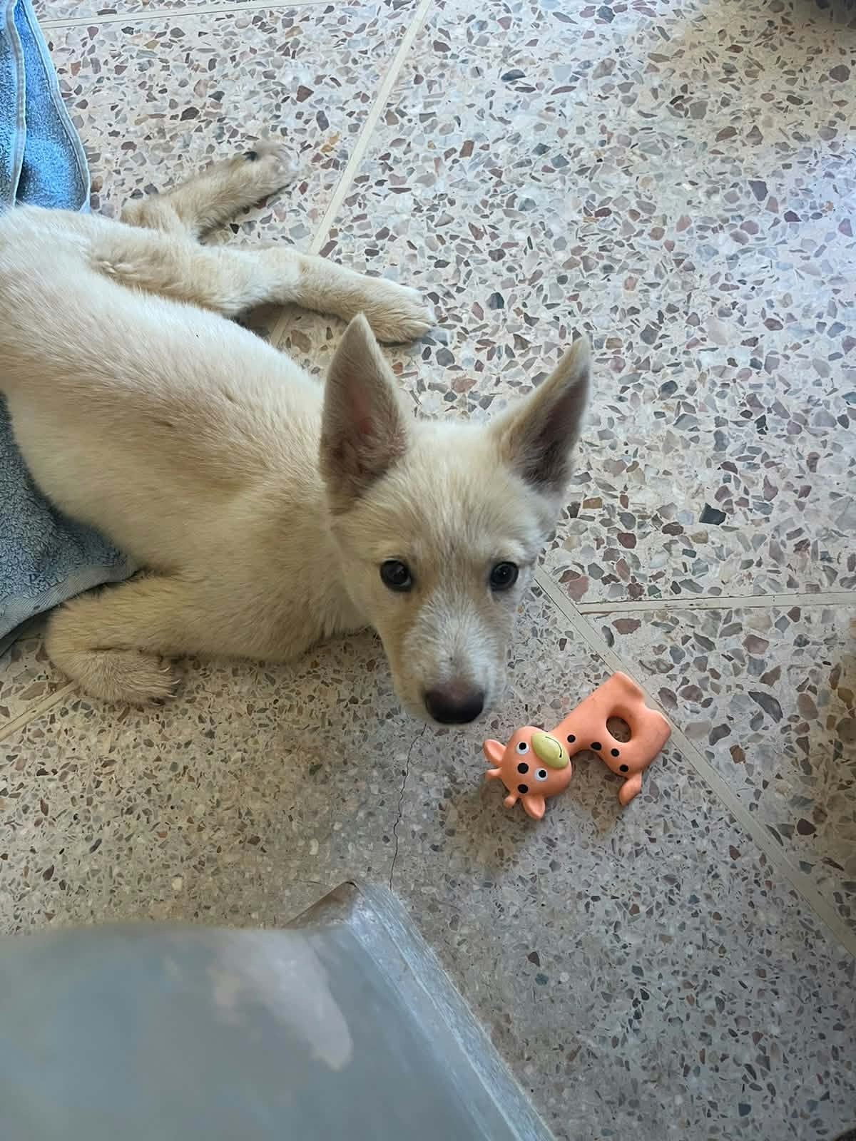 Adoption Blanche