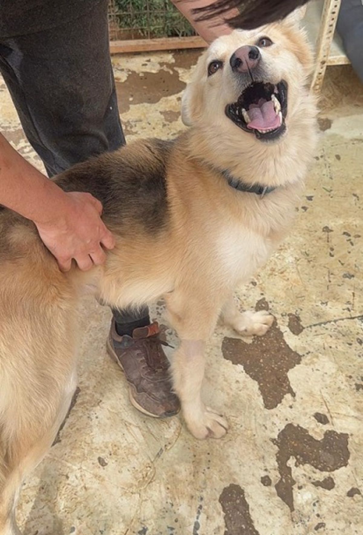 Adoption Cumpa