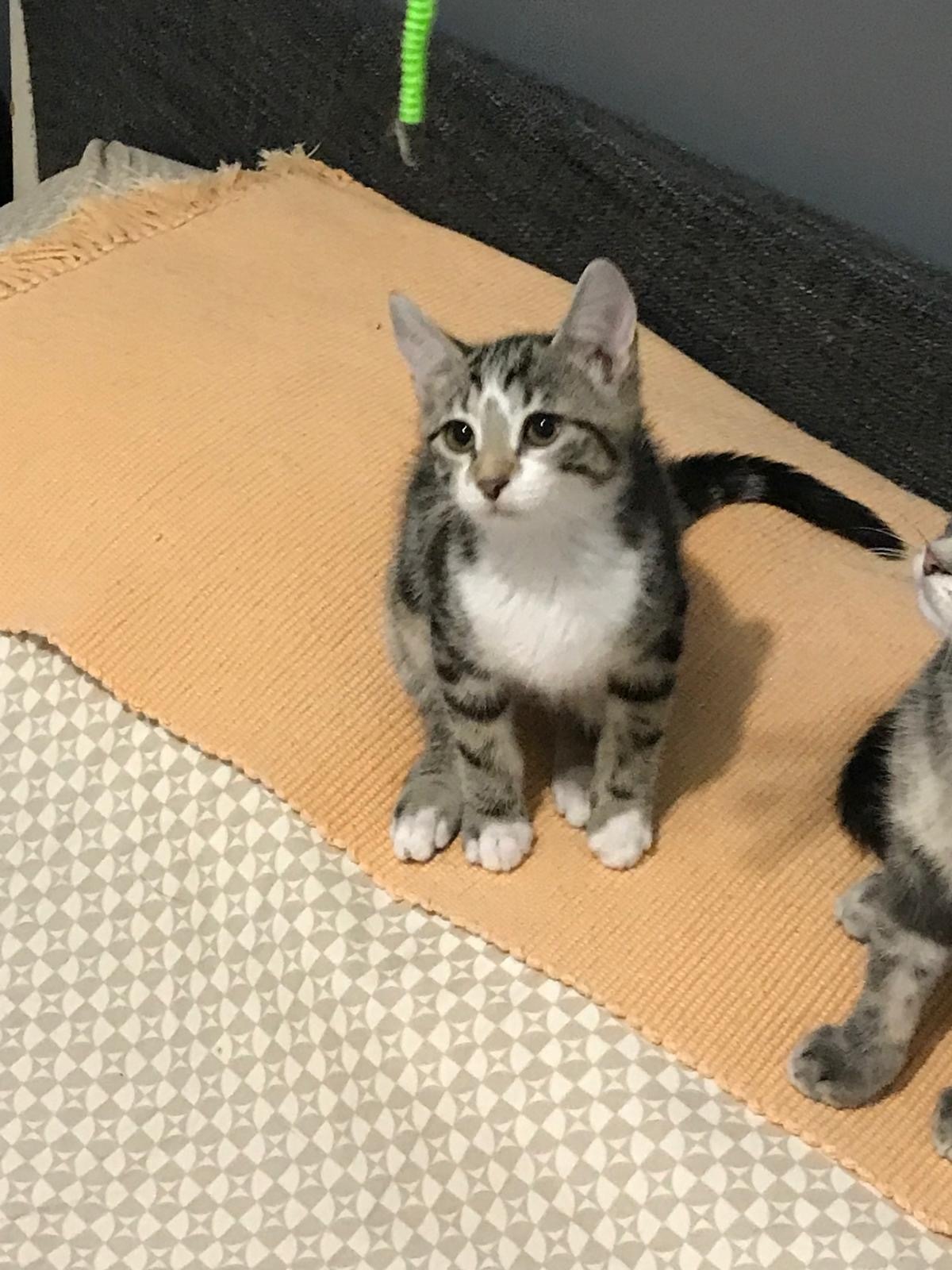 Adoption  Baila