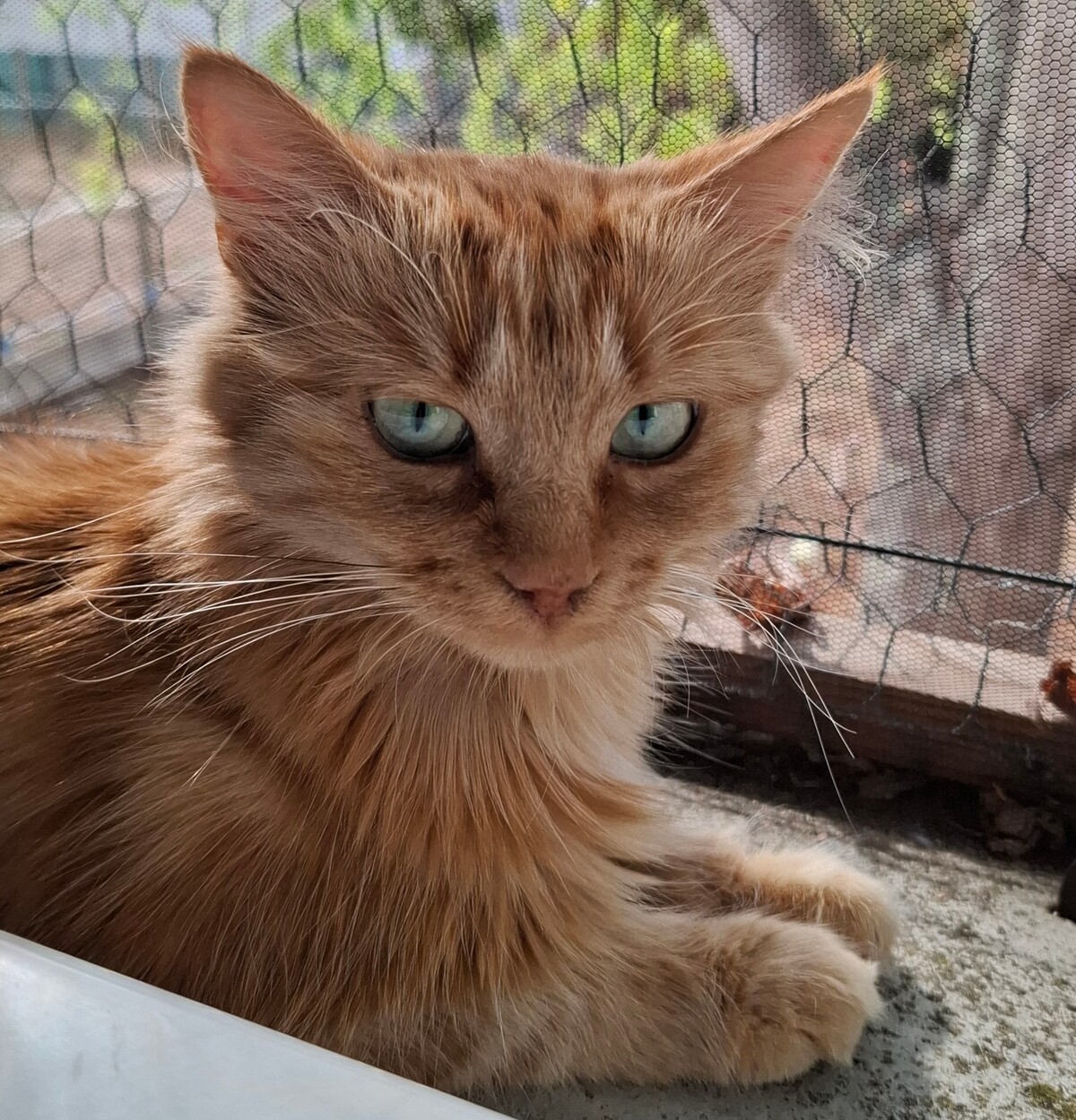 Adoption Mimi